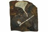 Fossil Ginkgo Leaf From North Dakota - Paleocene #215496-1